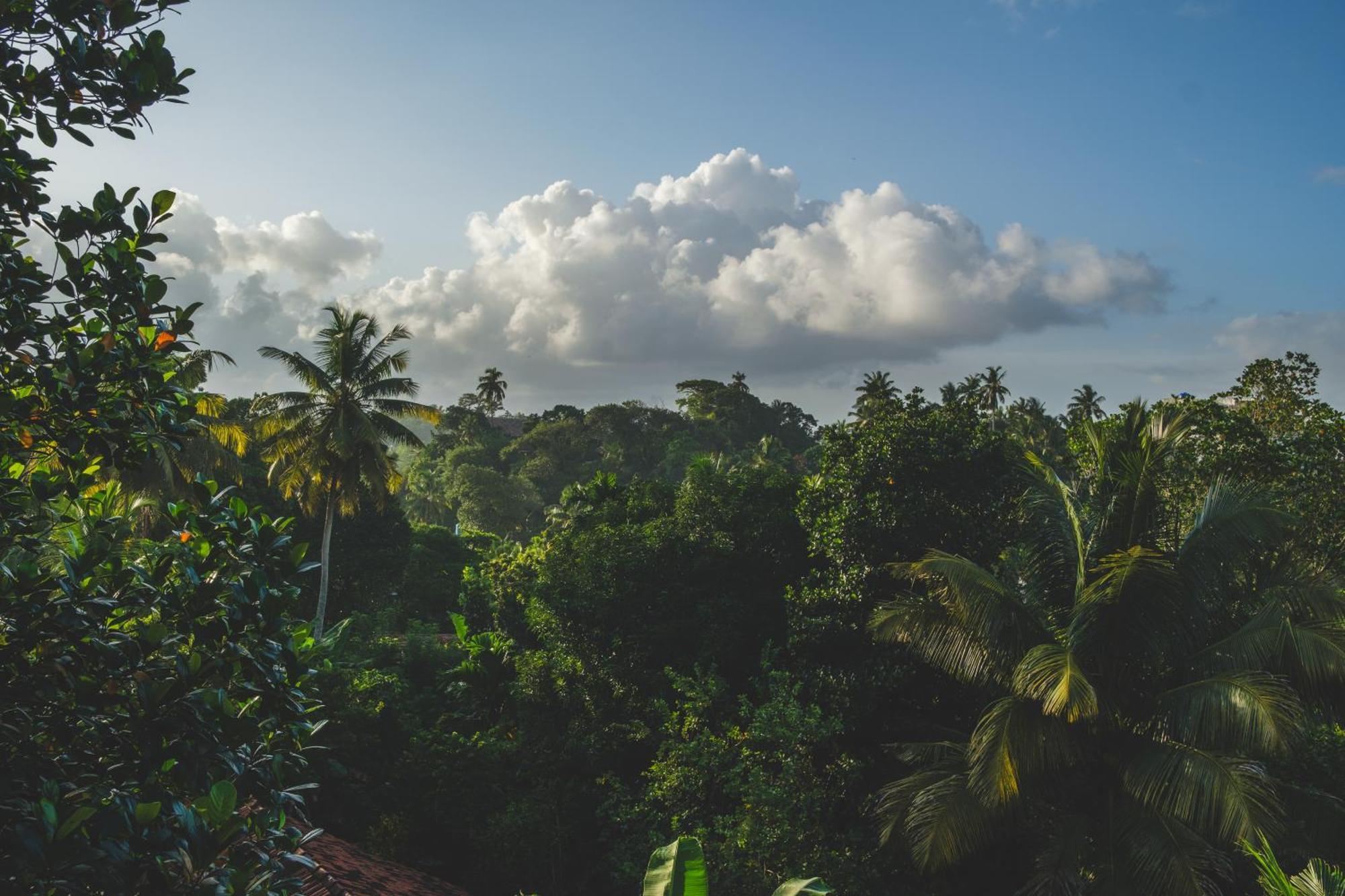 The Jungle View Otel Mirissa Dış mekan fotoğraf